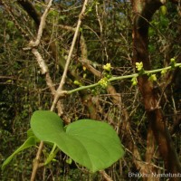 Tinospora cordifolia (Willd.) Hook.f. & Thomson